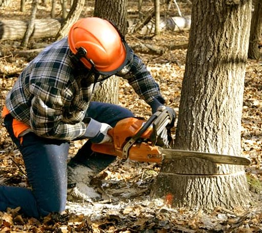 Tree Removal in Pierce, ID